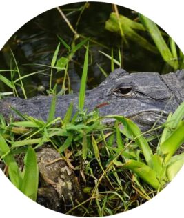 Where to See Alligators in Miami