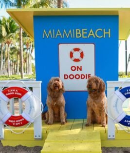 Paws-itively Perfect Beaches and Parks in Miami