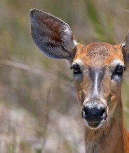 Top Trails to Trek in Everglades National Park