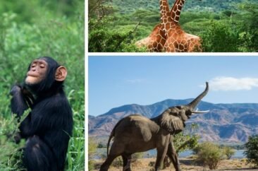 Les-valeurs-du-patrimoine-mondial-du-parc-national-de-Tai