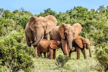 elephant-family-tai-parc