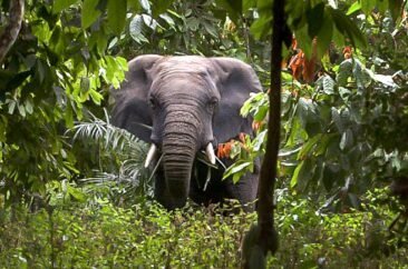 tai-parc-marahoue_large