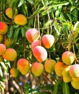 Mango Season in Miami