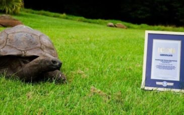 Jonathan the Tortoise: St Helena’s Living Legend Gains Global ICON Status