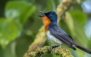 Samoa Conservation Society joins International Birdlife