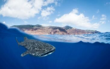 Swim with Giants in St Helena during Whale Shark Season.